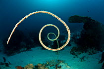 Whip coral on coral reef, Komodo NP, Indonesia.