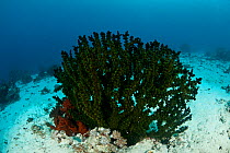 Tube coral (Tubastrea sp) Komodo NP, Indonesia.