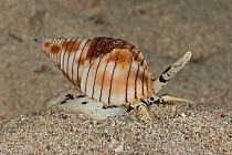 Nassa dog whelk / mud snail (Nassarius glans) Komodo NP, Indonesia.
