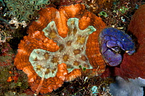Coral (Lobophyllia sp) Komodo NP, Indonesia.