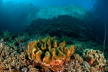 Leather coral (Lobophytum sp) on coral reef, Komodo NP, Indonesia.
