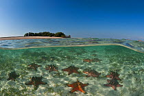 Split level of Horned sea stars / chocolate chip starfish (Protoreaster nodosus) in the shallow sandy area with island in the background, Komodo NP, Indonesia.