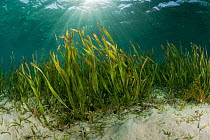 Tape seagrass (Enhalus acoroides) in the shallows, Komodo NP, Indonesia.