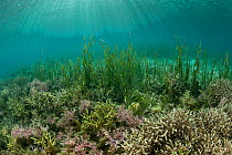Tape seagrass (Enhalus acoroides) in the shallows amongst the corals, Komodo NP, Indonesia.