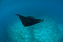 Manta ray (Manta birostris) swimming, Komodo NP, Indonesia.