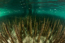 Roots of Black mangrove tree (Avicennia germinans) Komodo NP, Indonesia.