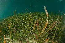 Tape seagrass (Enhalus acoroides) in the shallows with large shoal of schooling golden fish feeding on the seagrass blades, Komodo NP, Indonesia.