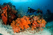 Diver amongst shoal of Glassy sweepers, gorgonian fans and soft corals in the reef, Komodo NP, Indonesia, August 2009.