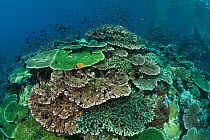Healthy coral reef with tiers of plate corals and full of Damselfish and Fairy basslets, Komodo NP, Indonesia.