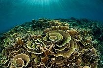 Healthy coral reef with cabbage corals and hard corals, Komodo NP, Indonesia.