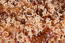 Details of the venomous pedicillariae toxic Flower sea urchin (Toxopneustes pileolus) Komodo NP, Indonesia.