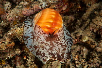 Starry moon snail (Natica stellata) Komodo NP, Indonesia.