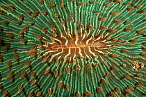 Details of Mushroom coral (Fungia sp) with polyps out, Komodo NP, Indonesia.