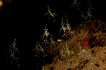 Cleaner shrimps (Urocaridella sp) Bali, Indonesia.