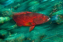 Lunar tailed rock cod / Coronation grouper (Variola louti) swimming fast over coral reef, Bali, Indonesia