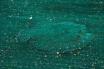 Leopard / Panther / Peacock flounder (Bothus pantherinus) swimming over sandy seabed, Bali, Indonesia.