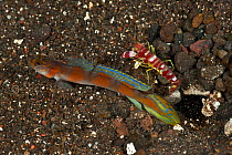 Flagtail shrimp goby (Amblyeleotris yanoi) and shrimp (Alpheus randalli), Bali, Indonesia.