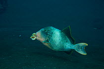 Yellowmargin triggerfish (Pseudobalistes flavimarginatus) with a shell in its mouth, Bali, Indonesia.