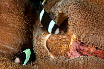 Clarke Anemonefish (Amphiprion clarkii) fanning her eggs beside host anemone, Bali, Indonesia.