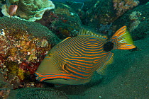 Orange striped triggerfish (Balistapus undulatus) hunting over coral reef, Bali, Indonesia.