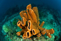 Brown tube sponge (Agelas tubulata) in the reef, North Sulawesi, Indonesia.