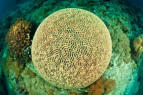 Large round Brain coral (Platygyra lamellina) on coral reef, North Sulawesi, Indonesia.
