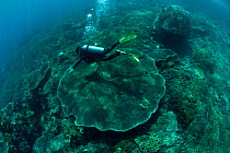 Massive plate coral with diver for scale, North Sulawesi, Indonesia.