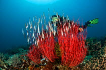 Diver observing Coral razor / Shrimp fish (Aeoliscus strigatus) camouflaged amongst whip coral on coral reef, North Sulawesi, Indonesia. Model released.