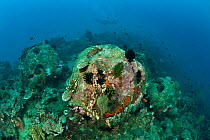 Artificial reef balls that have been in place for about 10 years with some encrusting corals, North Sulawesi, Indonesia, October 2009.