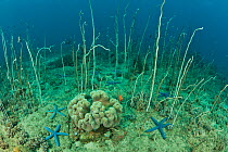 Coral reef landscape with abundant whip corals, Blue sea stars and hard coral, North Sulawesi, Indonesia, October 2009.