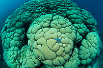 Blue sea star on massive Boulder coral (Gardineroseris planulata) North Sulawesi, Indonesia. This coral species is normally found from the Red Sea to Central America, and is relatively uncommon in the...