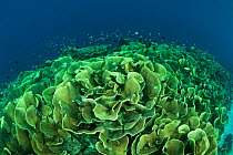 Vast fields or colonies of Lettuce coral (Turbinaria sp) North Sulawesi, Indonesia.