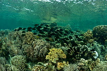 Coral reefs of Bunaken National Park, North Sulawesi, Indonesia, October 2009.