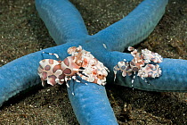 Harlequin shrimps (Hymenocera elegans) on a Linkia blue starfish, North Sulawesi, Indonesia.