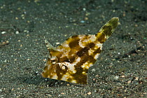 Seagrass / bristle-tailed filefish (Acreichthys tomentosus) hunting over seabed, North Sulawesi, Indonesia.