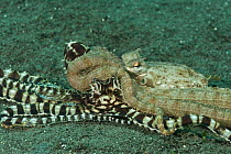 Mimic octopus (Thaumoctopus mimicus) mating pair, North Sulawesi, Indonesia.