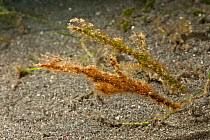 Two Filamented / roughsnout ghostpipefish (Solenostomus paegnius / cyanopterus) mimicing sea grass, North Sulawesi, Indonesia