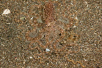 Longarm octopus (Octopus sp) well camouflaged in the sand on seabed, North Sulawesi, Indonesia.