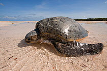 Green turtle (Chelonia mydas) female struggling to make her way back to sea after laying eggs on the beach. The strong morning sun and very low tide create problems for her, Moromaho Island, South Sul...