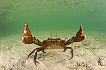 RF- Mudcrab (Scylla serrata) raising claws, Sulawesi, Indonesia (This image may be licensed either as rights managed or royalty free.)