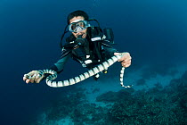 Diver holding Banded sea krait (Laticauda colubrina) South Sulawesi, Indonesia.