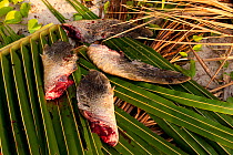 Pieces of freshly caught Green turtle (Chelonia mydas) laid out on palm fronds, Moluccas Islands, Indonesia, November 2009.