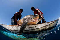 Moluccan fishermen in their dugout canoe hunt an Olive ridley sea turtle (Lepidochelys olivacea) with their spear,  Moluccas Islands, Indonesia, November 2009.