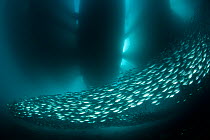 Shoal of schooling of Scads (Carangidae) under a pier, Moluccas Islands, Indonesia.
