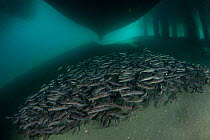Shoal of Striped eel catfish (Plotosus lineatus) under the pier, Moluccas Islands, Indonesia.