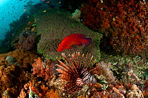 Coral trout / grouper (Plectropomus leopardus) and Lionfish (Pterois volitans) at coral reef, Moluccas Islands, Indonesia.