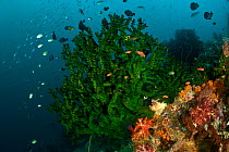 Gorgonian fan and black tree coral (Tubastrea micrantha) on coral reef, Moluccas Islands, Indonesia