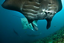 Manta rays (Manta birostris) at cleaning station being cleaned by wrasses, Moluccas Islands, Indonesia.