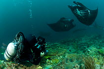 Diver watching Manta rays (Manta birostris) at cleaning station being cleaned by wrasses, Moluccas Islands, Indonesia.