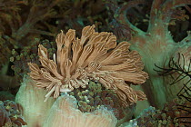Nudibranch (Phyllodesmium rudmani) mimicing a Xenia soft coral, Batangas, Philippines.
